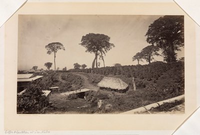 Kaffeeplantage bei Las Nubes, Guatemala von Eadweard Muybridge