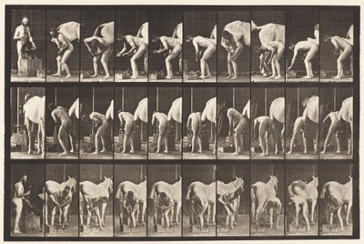 Tafel 508. Ein Pferd beschlagen von Eadweard Muybridge