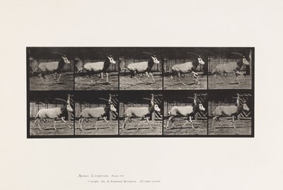 Tafel 680. Oryx; Galoppierend von Eadweard Muybridge