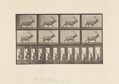 Tafel 694. Elch, Galoppierend von Eadweard Muybridge