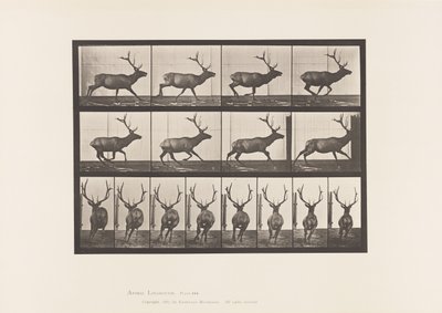 Tafel 695. Elch, Galoppierend von Eadweard Muybridge