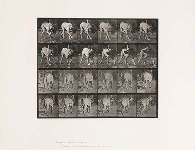 Tafel 703. Hund; Laufend; Unterbrochener Mastiff-Schrecken von Eadweard Muybridge