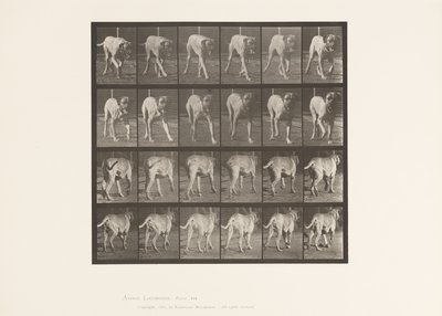 Tafel 705. Hund; Trabend; Mastiff von Eadweard Muybridge
