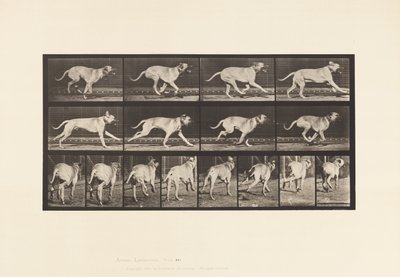 Tafel 707. Hund; Galoppierend; Mastiff von Eadweard Muybridge