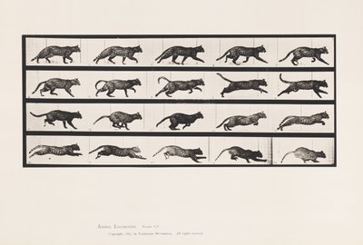 Tafel 717. Katze; Trabend; Wechsel zu Galoppierend von Eadweard Muybridge