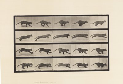 Tafel 719. Katze; Galoppierend von Eadweard Muybridge