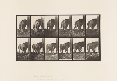 Tafel 724. Löwe; Laufend, Umdrehend von Eadweard Muybridge