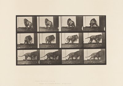 Tafel 725. Löwe; Gehend, Umdrehend von Eadweard Muybridge