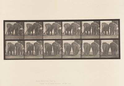 Tafel 734. Elefanten; Zwei, Gehen von Eadweard Muybridge