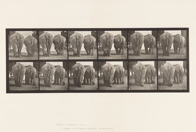 Tafel 735. Elefanten; Zwei, gehend von Eadweard Muybridge