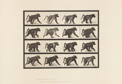 Tafel 747. Pavian; Auf allen Vieren gehend von Eadweard Muybridge