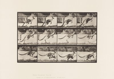 Tafel 752. Känguru; Springend von Eadweard Muybridge