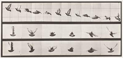 Tafel 755. Taube; fliegend von Eadweard Muybridge