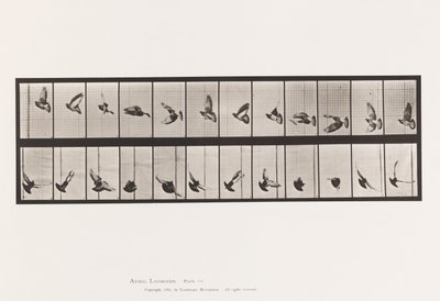 Tafel 756. Taube; Fliegend von Eadweard Muybridge