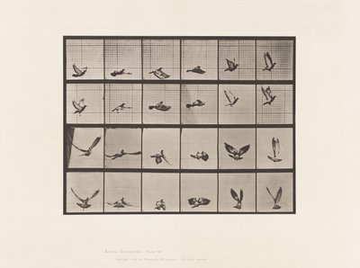 Tafel 757. Taube; Fliegend von Eadweard Muybridge