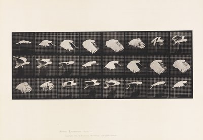 Tafel 759. Kakadu; Fliegend von Eadweard Muybridge