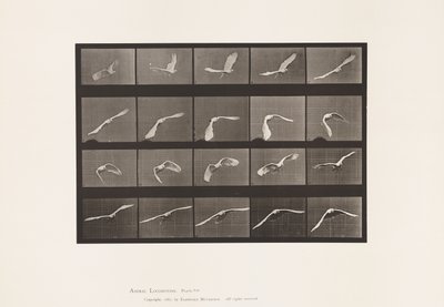 Tafel 760. Kakadu; Fliegend von Eadweard Muybridge
