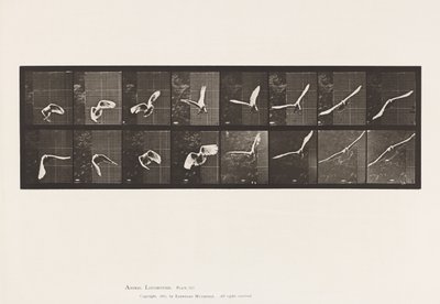 Tafel 761. Kakadu; Fliegend von Eadweard Muybridge