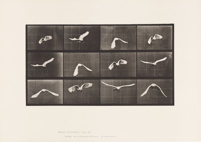 Tafel 762. Kakadu; Fliegend von Eadweard Muybridge