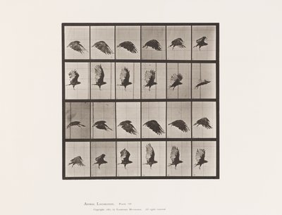 Tafel 765. Geier; Fliegend von Eadweard Muybridge
