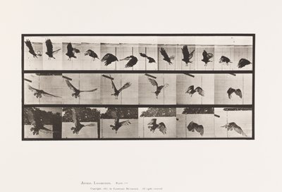 Tafel 767. Geier; Fliegend von Eadweard Muybridge