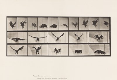 Tafel 769. Amerikanischer Adler; Fliegend von Eadweard Muybridge