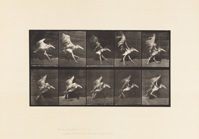 Tafel 775. Adjutant; Fliegender Lauf von Eadweard Muybridge