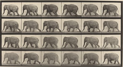Tafel Nummer 733. Elefant geht von Eadweard Muybridge