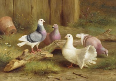 Tauben von Edgar Hunt