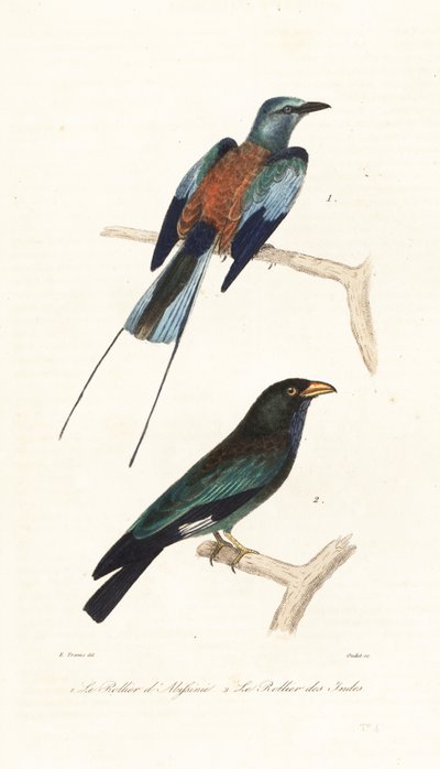 Abyssinischer Roller und Dollarvogel von Edouard (after) Travies