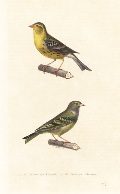 Atlantik-Kanarienvogel und Europäischer Girlitz von Edouard (after) Travies