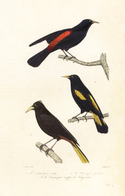 Kassikenarten und Haubenstirnvogel von Edouard (after) Travies