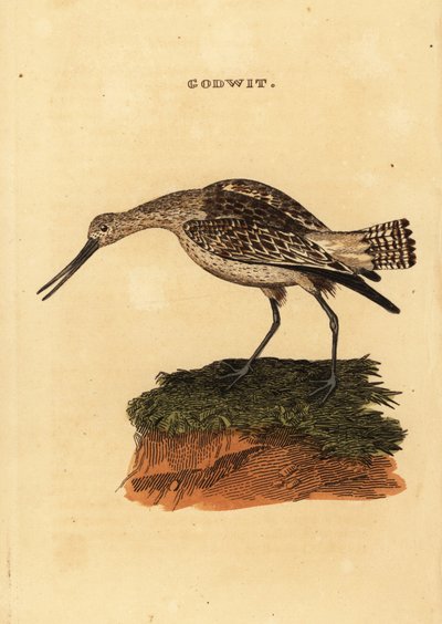 Pfuhlschnepfe, Limosa lapponica von Edward Donovan