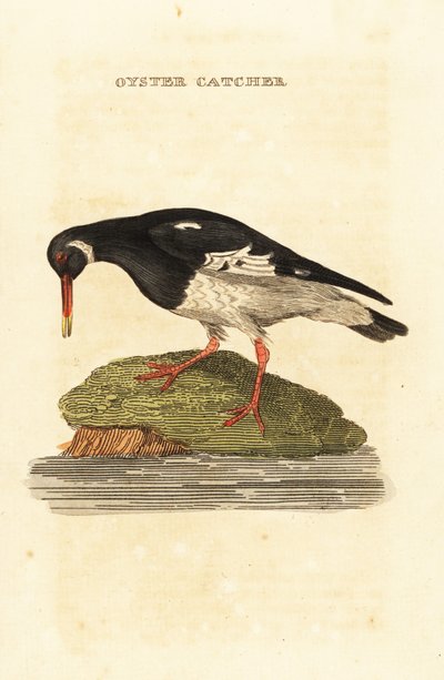 Austernfischer, Haematopus ostralegus von Edward Donovan