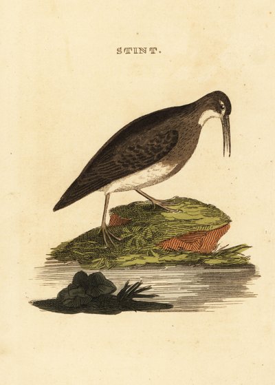 Zwergstrandläufer, Calidris minutilla von Edward Donovan