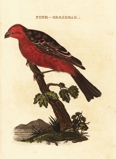 Hakengimpel, Pinicola enucleator von Edward Donovan