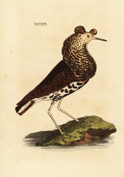 Kampfläufer, Männchen, Philomachus pugnax von Edward Donovan