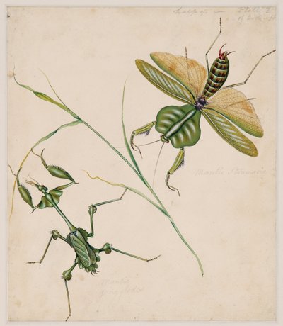 Studien über wirbellose Tiere, Band II von Edward Donovan