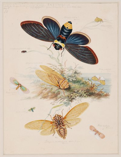 Studien über wirbellose Tiere, Band II von Edward Donovan