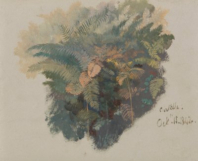 Eine Studie von Farnen, Civitella von Edward Lear