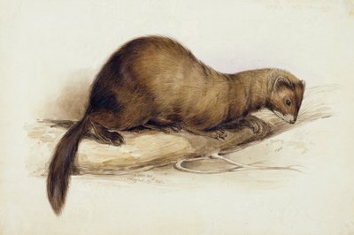 Ein Wiesel von Edward Lear