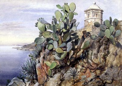 Kaktus Opuntia, Monaco von Edward William Cooke