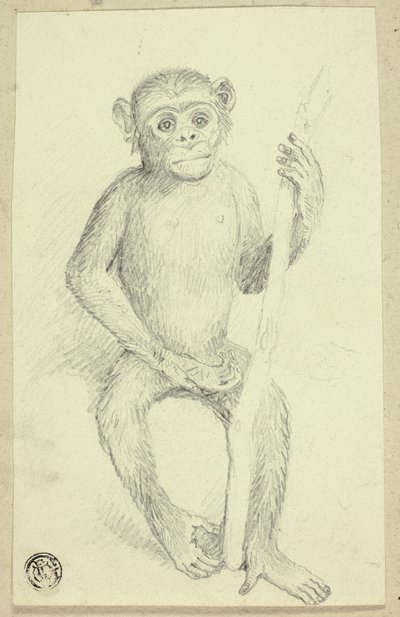Orang-Utan von Edwin Henry Landseer