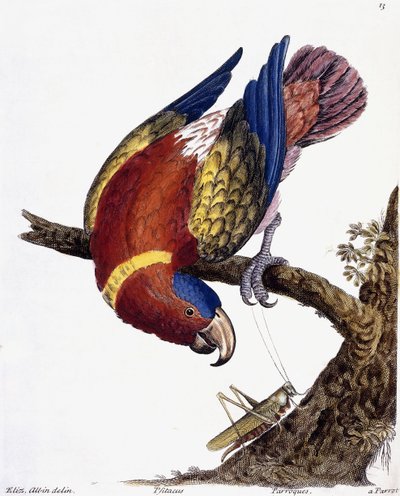 Ein Papagei, 1731-1738 von Eleazar Albin