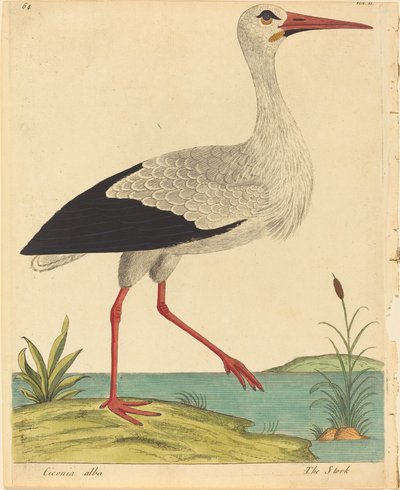 Der Storch (Ciconia Alba) von Eleazar Albin