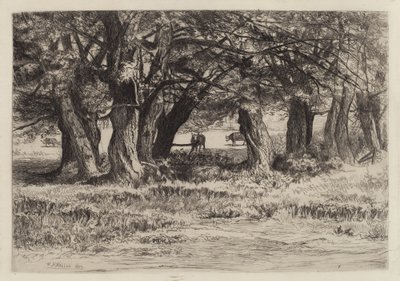 Eine Gruppe von Weiden von Eleazer Hutchinson Miller