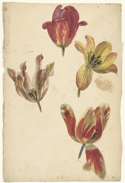 Studien von vier Tulpen von Elias van Nijmegen