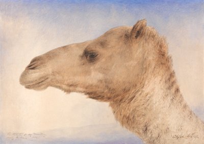 Porträt des Dromedars des Künstlers von Elijah Walton