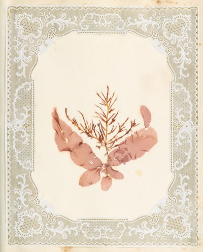 Seetang von Eliza A. Jordson