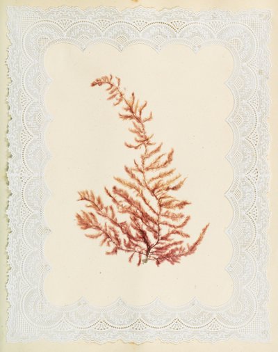 Algen von Eliza A. Jordson